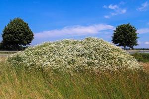 White garden daisy in a floral summer background. Leucanthemum vulgare. Flowering chamomile and gardening concept in a beautiful nature scene with blooming daisies photo