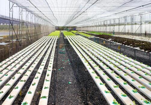 pequeña casa hidropónica foto