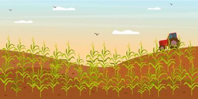 campo con cultivo de maíz y tractor de trabajo. ilustración de vector de campo de maíz en estilo plano. concepto de crecimiento de los recursos de biocombustibles.