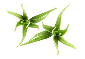 Top view of fresh aloe vera on white background photo