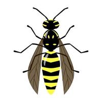 Isolated vector wasp on the white background. Bee character. Yellow and black stinging insect colorful illustration