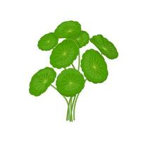 ilustración vectorial, gotu kola o centella asiática, aislada sobre fondo blanco. vector