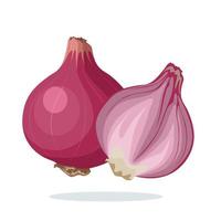 Vector illustration of floating onions, whole and halved, isolated on white background, as a template or recipe image.