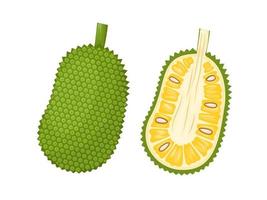 Vector illustration,  jackfruit isolated on a white background.