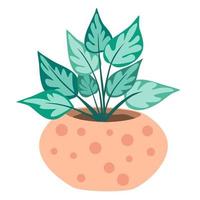 Potted house plant. Foliage houseplant growing in flowerpot. Green leaf decoration for home interior. Natural indoor decor. Hand draw vector illustration isolated on white background