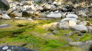 crescimento de algas verdes em uma lagoa de água parada na índia. algas e cianobactérias são organismos simples, semelhantes a plantas, que vivem na água.
