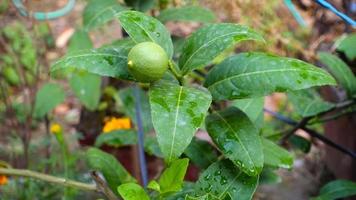 djeruk limau comúnmente conocido como lima o limón colgando de un árbol en un jardín indio.