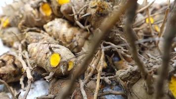 A close up shot of turmeric root . Turmeric is a common spice that comes from the root of Curcuma longa. It contains a chemical called curcumin, which might reduce swelling. India video