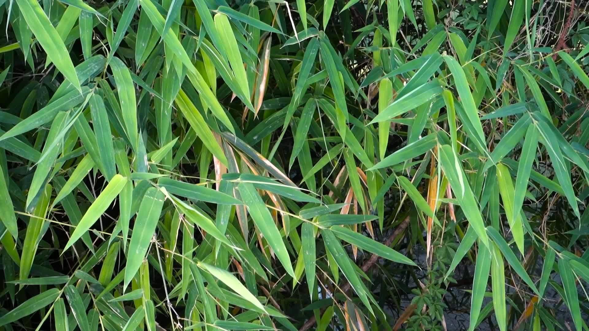 Bamboo Leaves. Bambusa tulda, or Indian timber bamboo, is considered to
