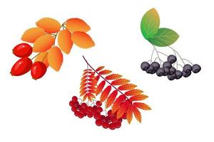 botany bright autumn berries vector