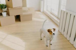 Photo of pedigree russel terrier dog poses in empty spacious room, removes in new place of living with their hosts, stack of cardboard boxes in background. Animals, home and Moving Day concept