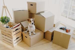 Top view of domestic animal dog poses on cardboard boxes with personal stuff, poses in flat where repairing is, drill and wooden box with indoor plant and book near, big window in background photo