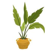 Potted house plant. Foliage houseplant growing in flowerpot. Green leaf decoration for home interior. Natural indoor decor. Hand draw vector illustration isolated on white background