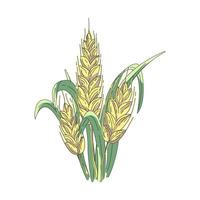 manojo de trigo, cereal, centeno, cebada. tema de cosecha, agricultura o panadería. espiguillas de trigo de colores. ilustración vectorial dibujada a mano aislada en blanco