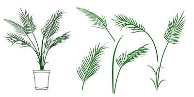 Set of palm leaves, palm branch and potted palm. Tropical plant vector