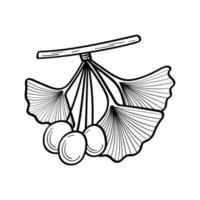 Japanese Ginkgo biloba tree leaves. Outline vector illustration