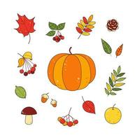 Autumn set of multi-colored leaves, berries, branches, pumpkin vector