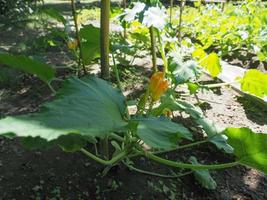 zucchini aka courgettes plant with yellow flower photo
