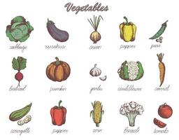 Sketch vegetables set garden vegetable collection pumpkin tomato carrot cabbage zucchini. Hand drawn collection vector