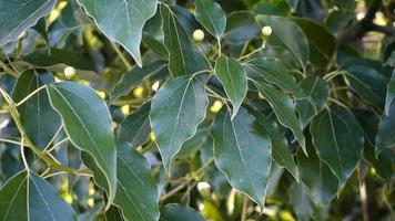 A close up shot of camphor laurel leaves. Cinnamomum camphora is a species of evergreen tree that is commonly known under the names camphor tree, camphorwood or camphor laurel. video