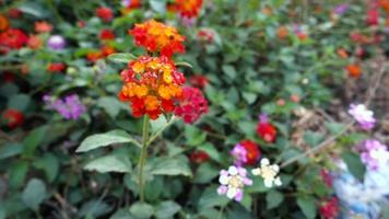 Flower and seeds of Lantana camara ,common lantana is a species of flowering plant within the verbena family Verbenaceae, native to the American tropics. India