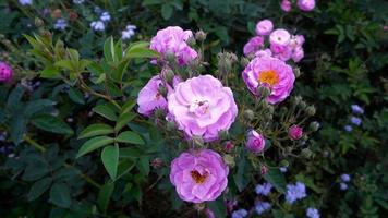 un primer plano de rosas rosas de jardín, las rosas de jardín son predominantemente rosas híbridas que se cultivan como plantas ornamentales en jardines privados o públicos.