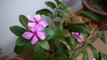 Madagascar Periwinkle Flower, Catharanthus roseus, commonly known as bright eyes,is a species of flowering plant in the family Apocynaceae. Indian Garden video