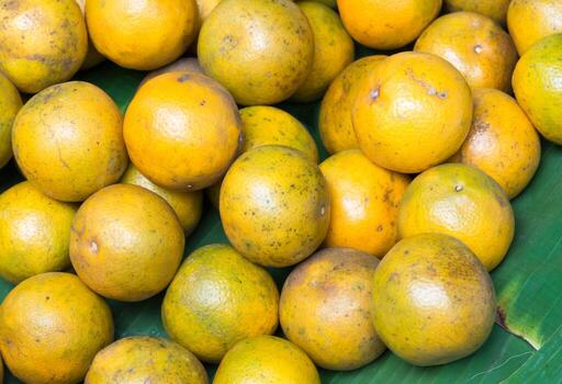 la naranja organica foto