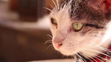 close-up van kat slow motion. grijze kat met wazige achtergrond. video