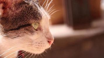 closeup de câmera lenta de gato. gato cinza com desfoque de fundo. video