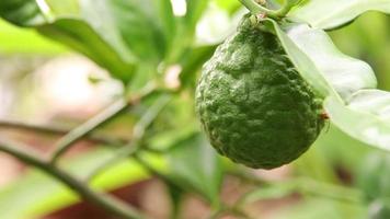 groene bergamot beweegt langzaam met een onscherpe achtergrond. video