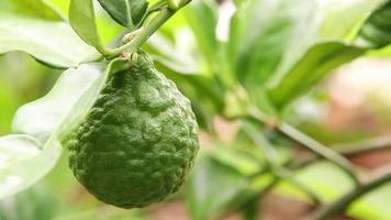 groene bergamot beweegt langzaam met een onscherpe achtergrond. video