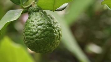 Green bergamot moves slowly with a blurred background. video