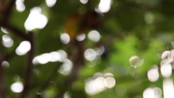 bokeh ljus natur bakgrund video