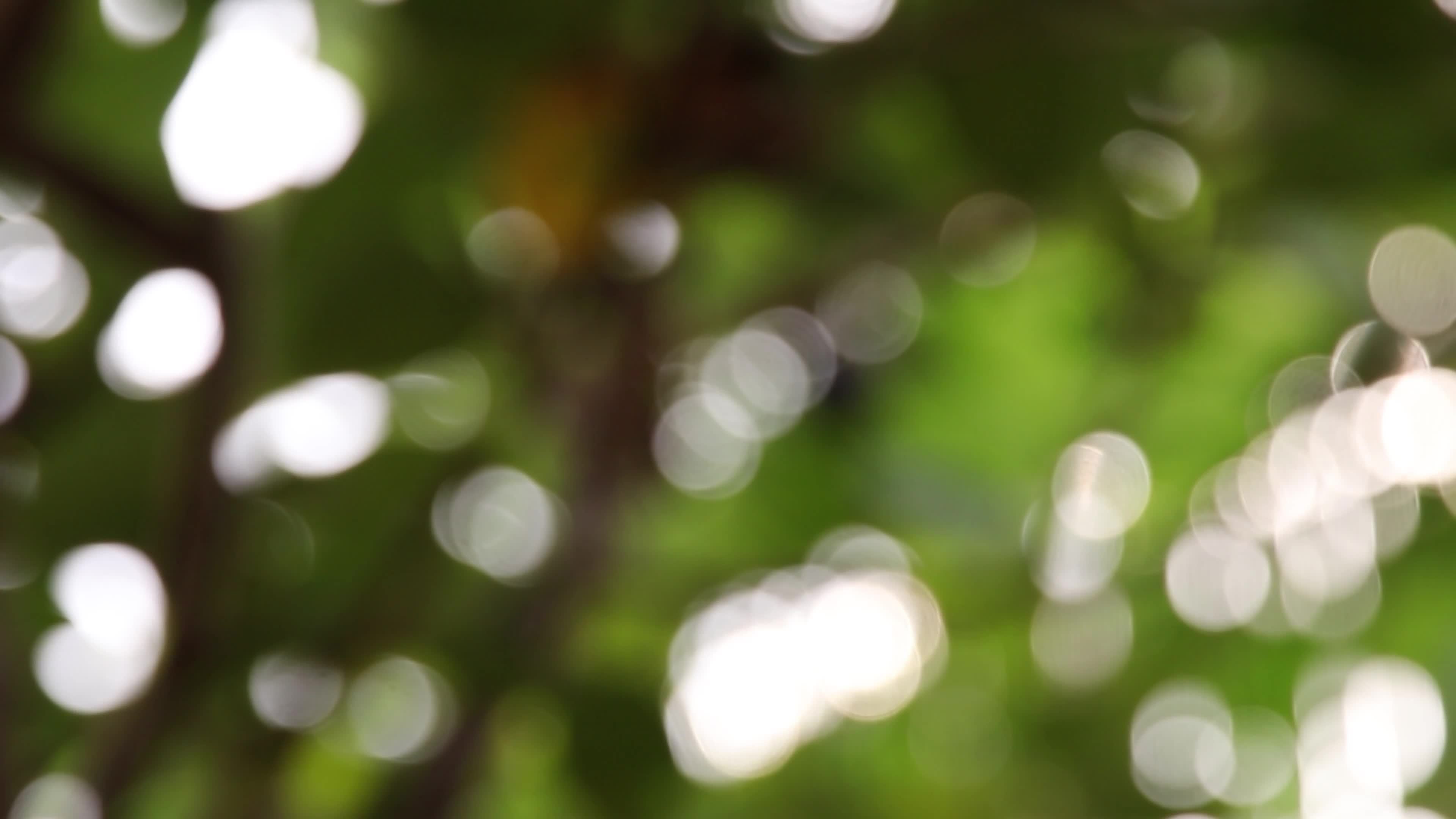 Bokeh background. Blur tree nature background 8833640 Stock Video at  Vecteezy