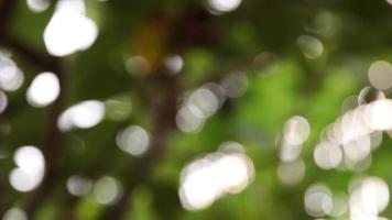 Bokeh background. Blur tree nature background video