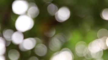 desfoque de fundo, fundo de natureza luz bokeh video