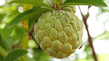 annona fruit, pomme à sucre, sweetsop, anone, ralenti video