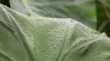 Water drops on leaves nature background video