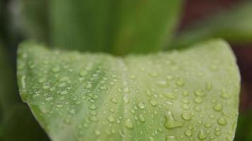 gocce d'acqua sulle foglie sullo sfondo della natura video