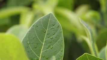 Green leaf background video
