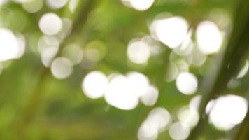 Bokeh background, green nature background