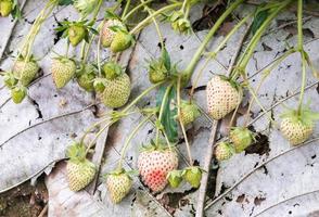 Young organic strawberry. photo