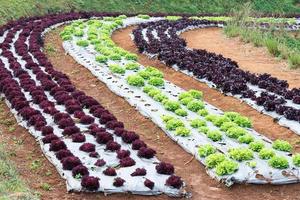 Fresh vegetable garden photo