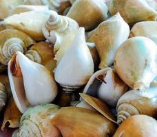 The Conch shell photo