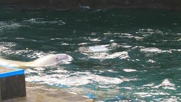 Polar bear playing in water video