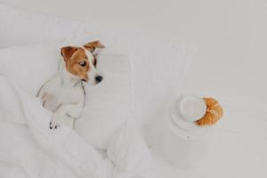 Hungry jack russel terrier looks with appetite at delicious croissant and coffee, stays in bed under white blanket, spends time in hostess bedroom. Breakfast in bed. Domestic animals concept photo