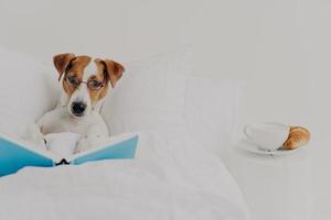 Clever pedigree jack russel terrier dog stays in comfortable bed and reads book like human, wears round spectacles, delicious breakfast near. Animals, rest, knowledge concept. Intelligent pet photo