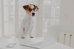 Horizontal shot of jack russell terrier dog leans paws on white table, wears funny transparent glasses, works on laptop computer instead of owner, poses in white cabinet or office. Working time photo