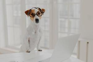 toma interior de pedigrí jack russell terrier usa anteojos ópticos, mantiene las patas en el escritorio de oficina blanco, trabaja en una computadora portátil, mira directamente a la cámara. concepto de animales y tecnologías modernas foto